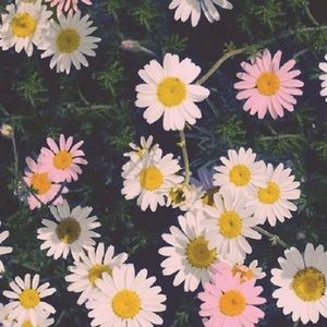 Meet your Posher, Lenny